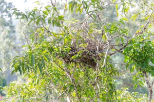 prevost eekhoorn nest